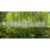 河南新乡绿化苗木、园林绿化工程 同盟花卉绿化公司
