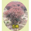 安徽滁州出售石楠价格，安徽滁州石楠苗圃基地
