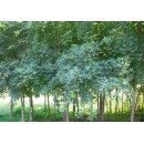 春辉园林苗木精品供应丛生五角枫、3~80公分优质五角枫小苗