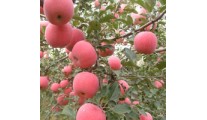 矮化苹果苗
