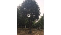 苗木供应柿子树——山东泰安利丰大乔木基地