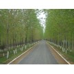 大量供应杨树，长林绿化苗圃基地