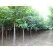 精品刺槐供应，长林绿化苗圃基地