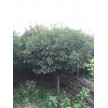 独杆石楠 (P1.5m H2.5m 3000棵)，康龙苗木