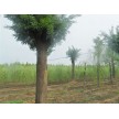 30公分国槐一级树大量供应，济宁弘兴园林绿化有限公司