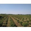 精品红叶石楠球大量供应，沭阳县华新花木种植专业合作社