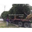 安徽中华石楠 本石楠 土石楠冠幅2-5米供应