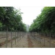 精品栾树2-18公分大量供应，江苏东台春之翼苗木有限公司