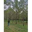 精品水杉2-25公分大量供应，江苏东台春之翼苗木有限公司