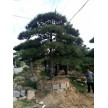 精品泰山造型松供应，盈利园林专业苗木合作社