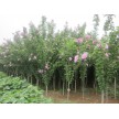 精品木槿大量供应，山东泰安市隆徕农业开发有限公司