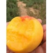 芒果桃新贵族桃水果芒果如何种植栽培